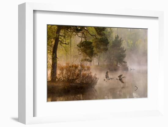 Goose Fight-Anton Van Dongen-Framed Photographic Print