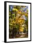 Goose Pond Lane IV-Alan Hausenflock-Framed Photographic Print