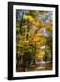 Goose Pond Lane IV-Alan Hausenflock-Framed Photographic Print