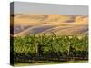 Goose Ridge Vineyards and Estate Winery, Richland, Washington, USA-Richard Duval-Stretched Canvas