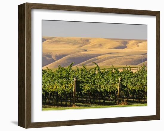 Goose Ridge Vineyards and Estate Winery, Richland, Washington, USA-Richard Duval-Framed Premium Photographic Print