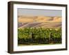 Goose Ridge Vineyards and Estate Winery, Richland, Washington, USA-Richard Duval-Framed Premium Photographic Print