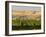 Goose Ridge Vineyards and Estate Winery, Richland, Washington, USA-Richard Duval-Framed Premium Photographic Print