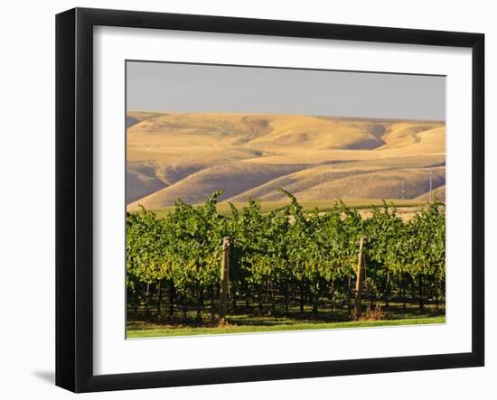 Goose Ridge Vineyards and Estate Winery, Richland, Washington, USA-Richard Duval-Framed Premium Photographic Print