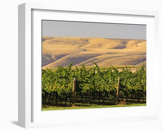 Goose Ridge Vineyards and Estate Winery, Richland, Washington, USA-Richard Duval-Framed Premium Photographic Print