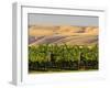 Goose Ridge Vineyards and Estate Winery, Richland, Washington, USA-Richard Duval-Framed Premium Photographic Print