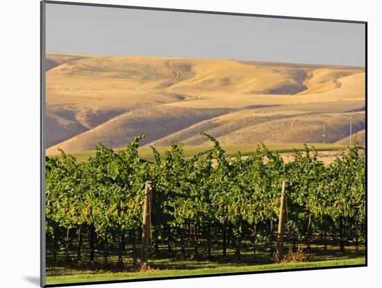 Goose Ridge Vineyards and Estate Winery, Richland, Washington, USA-Richard Duval-Mounted Premium Photographic Print