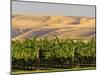 Goose Ridge Vineyards and Estate Winery, Richland, Washington, USA-Richard Duval-Mounted Premium Photographic Print