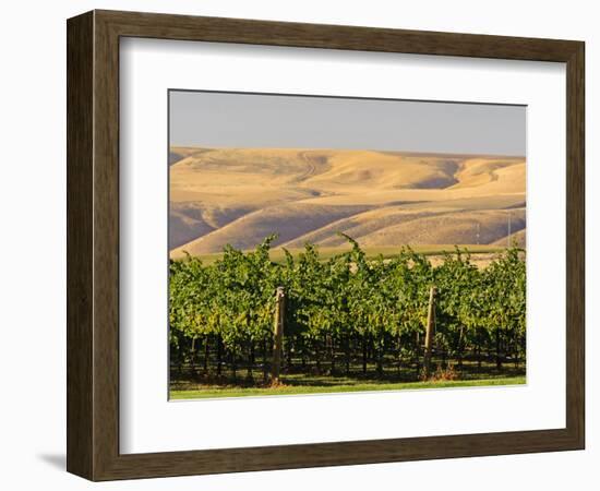 Goose Ridge Vineyards and Estate Winery, Richland, Washington, USA-Richard Duval-Framed Photographic Print