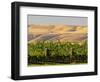 Goose Ridge Vineyards and Estate Winery, Richland, Washington, USA-Richard Duval-Framed Photographic Print