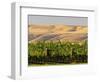 Goose Ridge Vineyards and Estate Winery, Richland, Washington, USA-Richard Duval-Framed Photographic Print