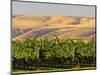 Goose Ridge Vineyards and Estate Winery, Richland, Washington, USA-Richard Duval-Mounted Photographic Print