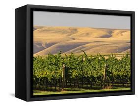 Goose Ridge Vineyards and Estate Winery, Richland, Washington, USA-Richard Duval-Framed Stretched Canvas