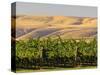 Goose Ridge Vineyards and Estate Winery, Richland, Washington, USA-Richard Duval-Stretched Canvas