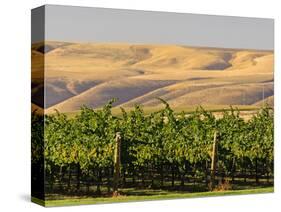 Goose Ridge Vineyards and Estate Winery, Richland, Washington, USA-Richard Duval-Stretched Canvas