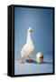 Goose Standing Beside Golden Egg, Studio Shot-null-Framed Stretched Canvas