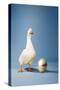 Goose Standing Beside Golden Egg, Studio Shot-null-Stretched Canvas