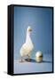 Goose Standing Beside Golden Egg, Studio Shot-null-Framed Stretched Canvas