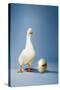 Goose Standing Beside Golden Egg, Studio Shot-null-Stretched Canvas