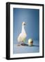 Goose Standing Beside Golden Egg, Studio Shot-null-Framed Photo