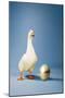Goose Standing Beside Golden Egg, Studio Shot-null-Mounted Photo