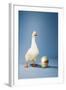 Goose Standing Beside Golden Egg, Studio Shot-null-Framed Photo