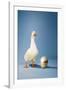 Goose Standing Beside Golden Egg, Studio Shot-null-Framed Photo