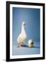 Goose Standing Beside Golden Egg, Studio Shot-null-Framed Photo