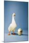 Goose Standing Beside Golden Egg, Studio Shot-null-Mounted Photo