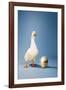 Goose Standing Beside Golden Egg, Studio Shot-null-Framed Photo