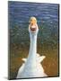 Goose-James W. Johnson-Mounted Giclee Print