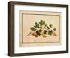 Gooseberries, 1818-Fedor Petrovich Tolstoy-Framed Giclee Print