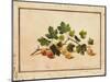 Gooseberries, 1818-Fedor Petrovich Tolstoy-Mounted Giclee Print