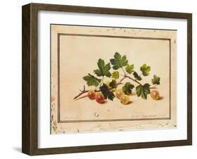 Gooseberries, 1818-Fedor Petrovich Tolstoy-Framed Giclee Print