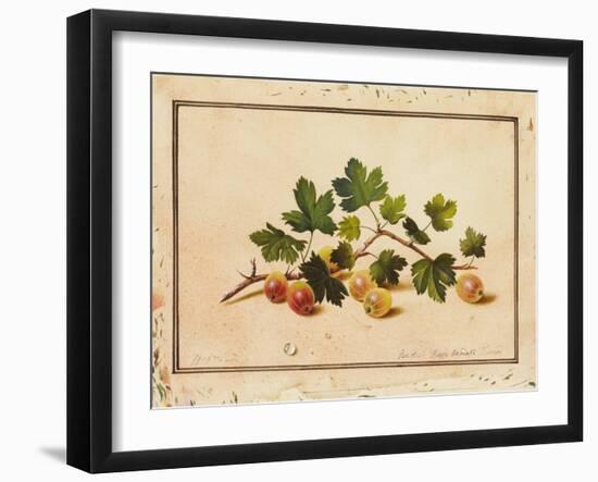 Gooseberries, 1818-Fedor Petrovich Tolstoy-Framed Giclee Print