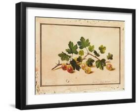 Gooseberries, 1818-Fedor Petrovich Tolstoy-Framed Giclee Print