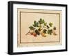 Gooseberries, 1818-Fedor Petrovich Tolstoy-Framed Giclee Print