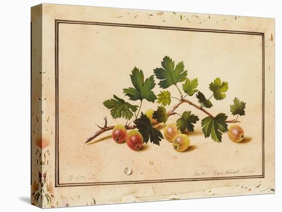 Gooseberries, 1818-Fedor Petrovich Tolstoy-Stretched Canvas