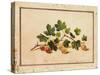 Gooseberries, 1818-Fedor Petrovich Tolstoy-Stretched Canvas