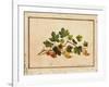 Gooseberries, 1818-Fedor Petrovich Tolstoy-Framed Giclee Print