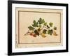 Gooseberries, 1818-Fedor Petrovich Tolstoy-Framed Giclee Print
