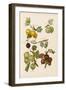 Gooseberries-null-Framed Photographic Print