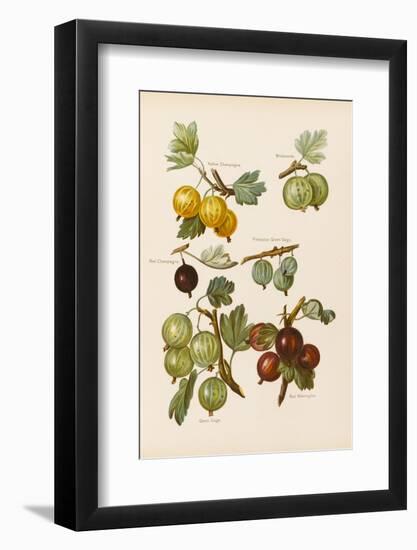 Gooseberries-null-Framed Photographic Print