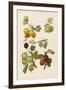 Gooseberries-null-Framed Photographic Print