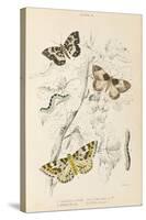 Gooseberry Moth Mottled Beauty Clifden Beauty-null-Stretched Canvas