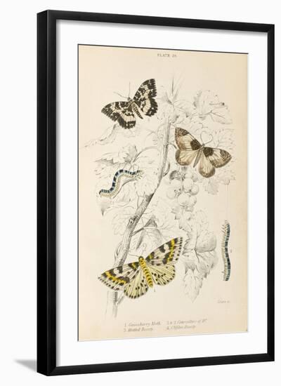 Gooseberry Moth Mottled Beauty Clifden Beauty-null-Framed Art Print