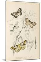 Gooseberry Moth Mottled Beauty Clifden Beauty-null-Mounted Art Print