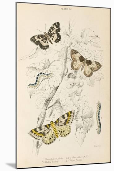 Gooseberry Moth Mottled Beauty Clifden Beauty-null-Mounted Art Print