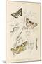 Gooseberry Moth Mottled Beauty Clifden Beauty-null-Mounted Art Print