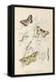 Gooseberry Moth Mottled Beauty Clifden Beauty-null-Framed Stretched Canvas